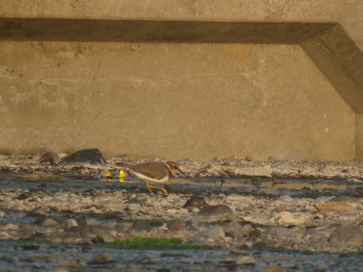 Little Ringed Plover (curonicus) - ML643421187