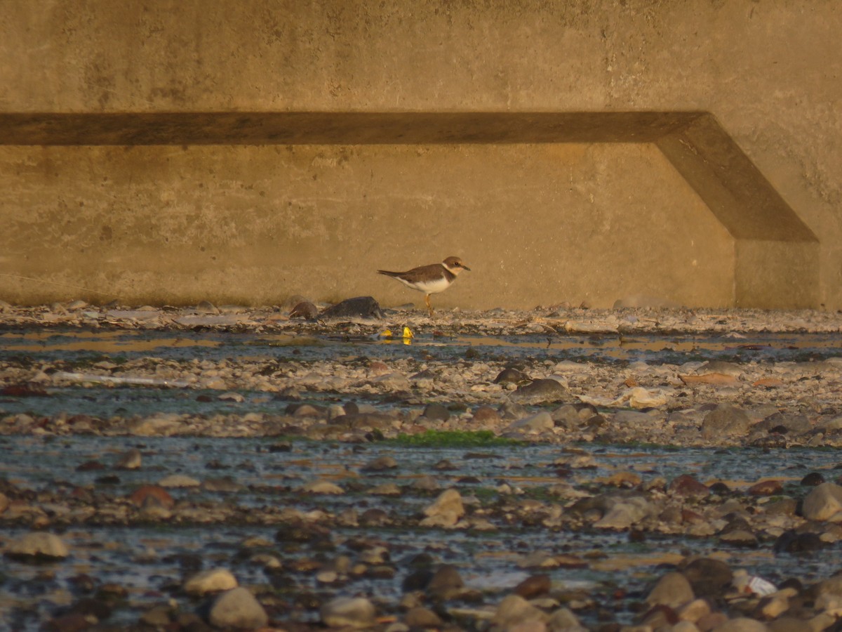 Little Ringed Plover (curonicus) - ML643421188