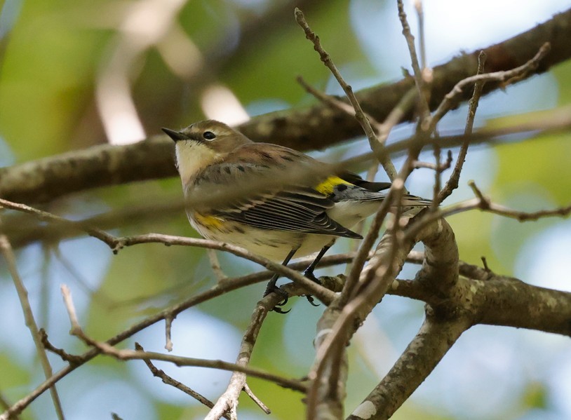 Yellow-rumped Warbler - ML643421189