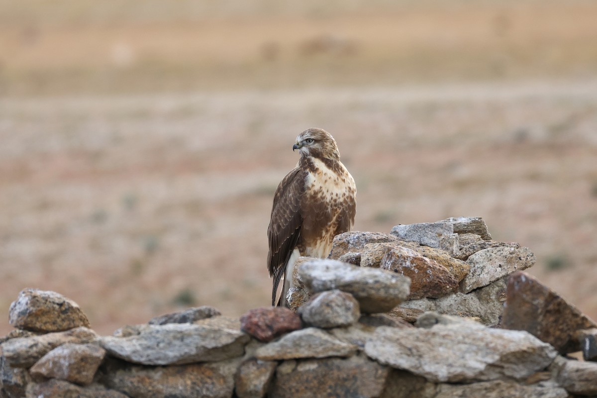 Upland Buzzard - ML643421193