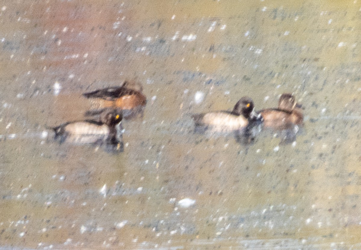 Ring-necked Duck - ML643421195