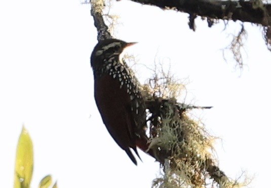 Pearled Treerunner - ML643421210