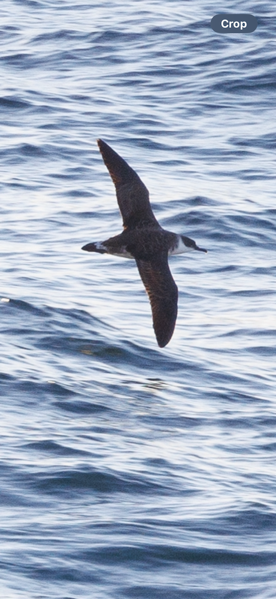 Great Shearwater - ML643421211