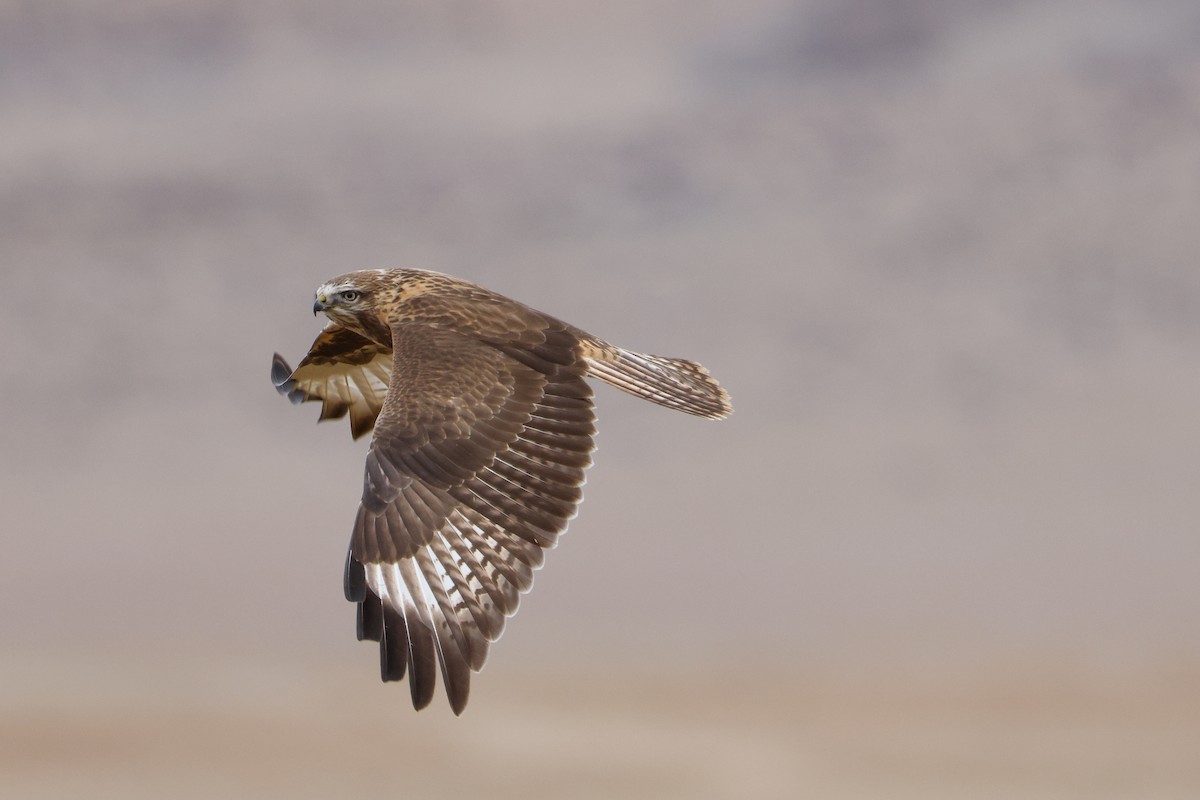 Upland Buzzard - ML643421213