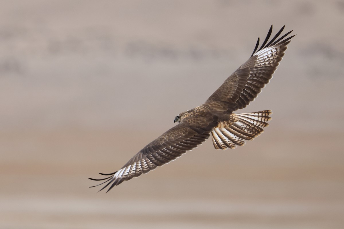Upland Buzzard - ML643421214
