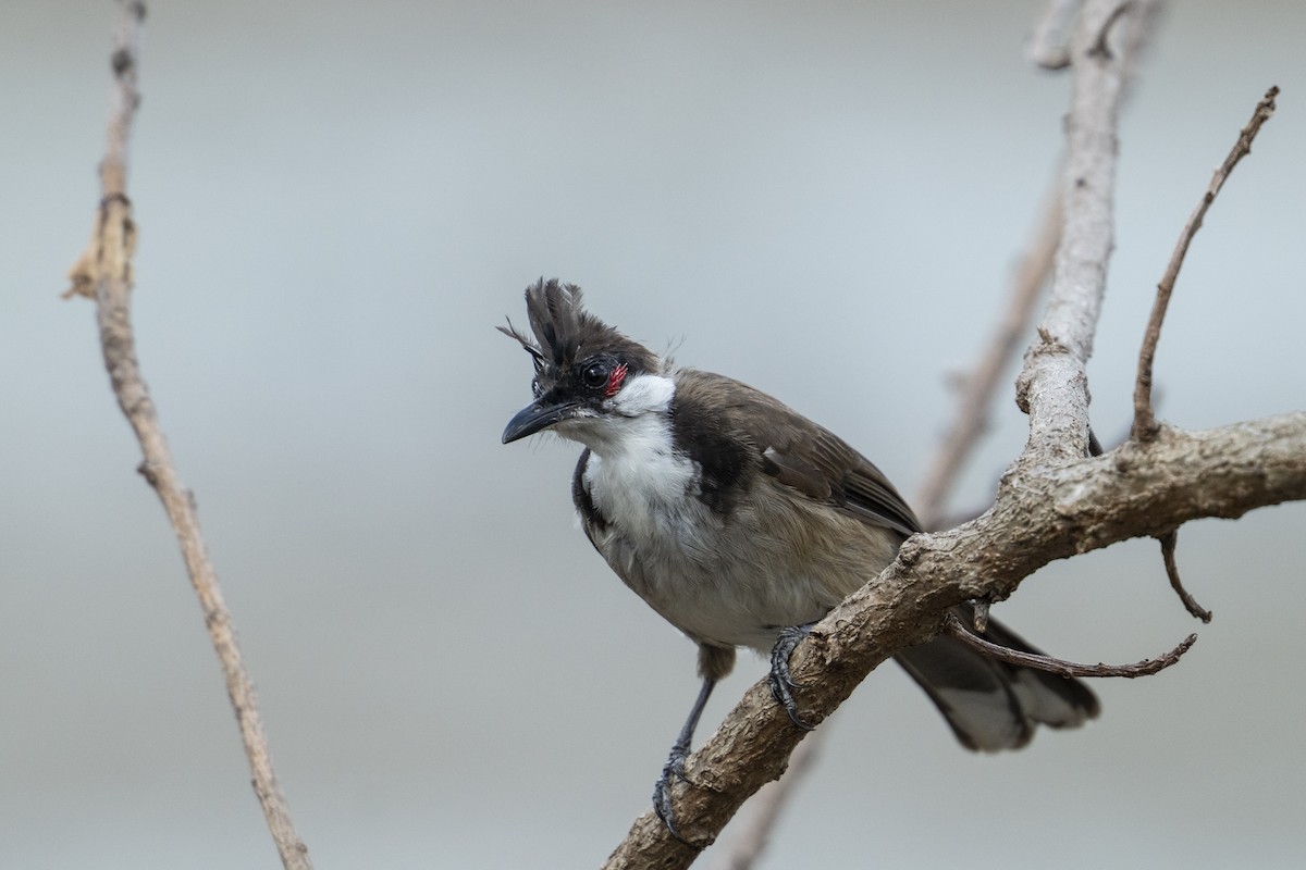 Red-whiskered Bulbul - ML643421218