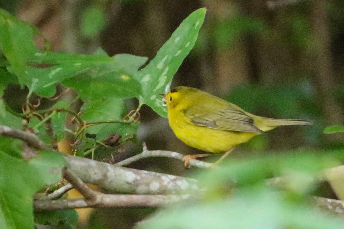 Wilson's Warbler - ML643421220