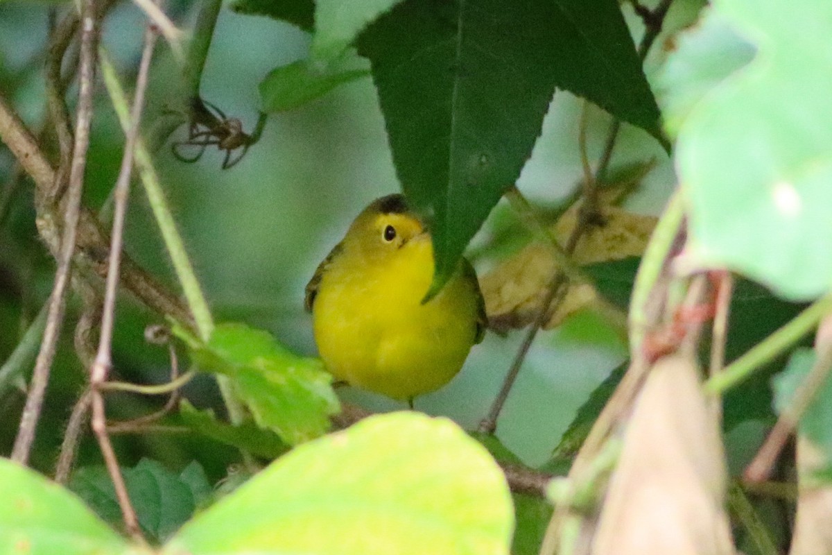 Wilson's Warbler - ML643421221