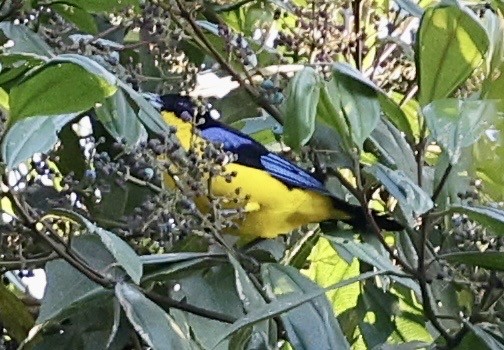 Blue-winged Mountain Tanager - ML643421232