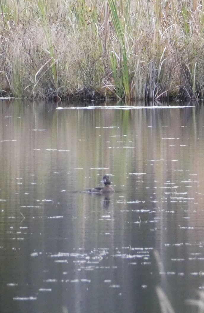 Ring-necked Duck - ML643421235
