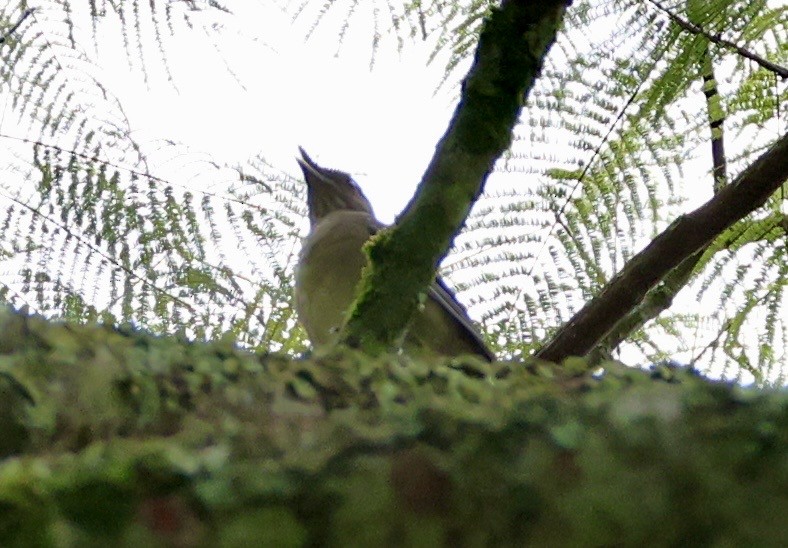 Yellow-bellied Elaenia - ML643421296