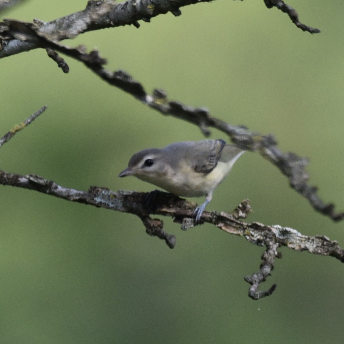 Eastern Warbling Vireo - ML643421298
