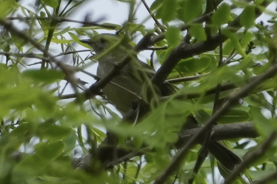 White-crested Tyrannulet - ML643421299