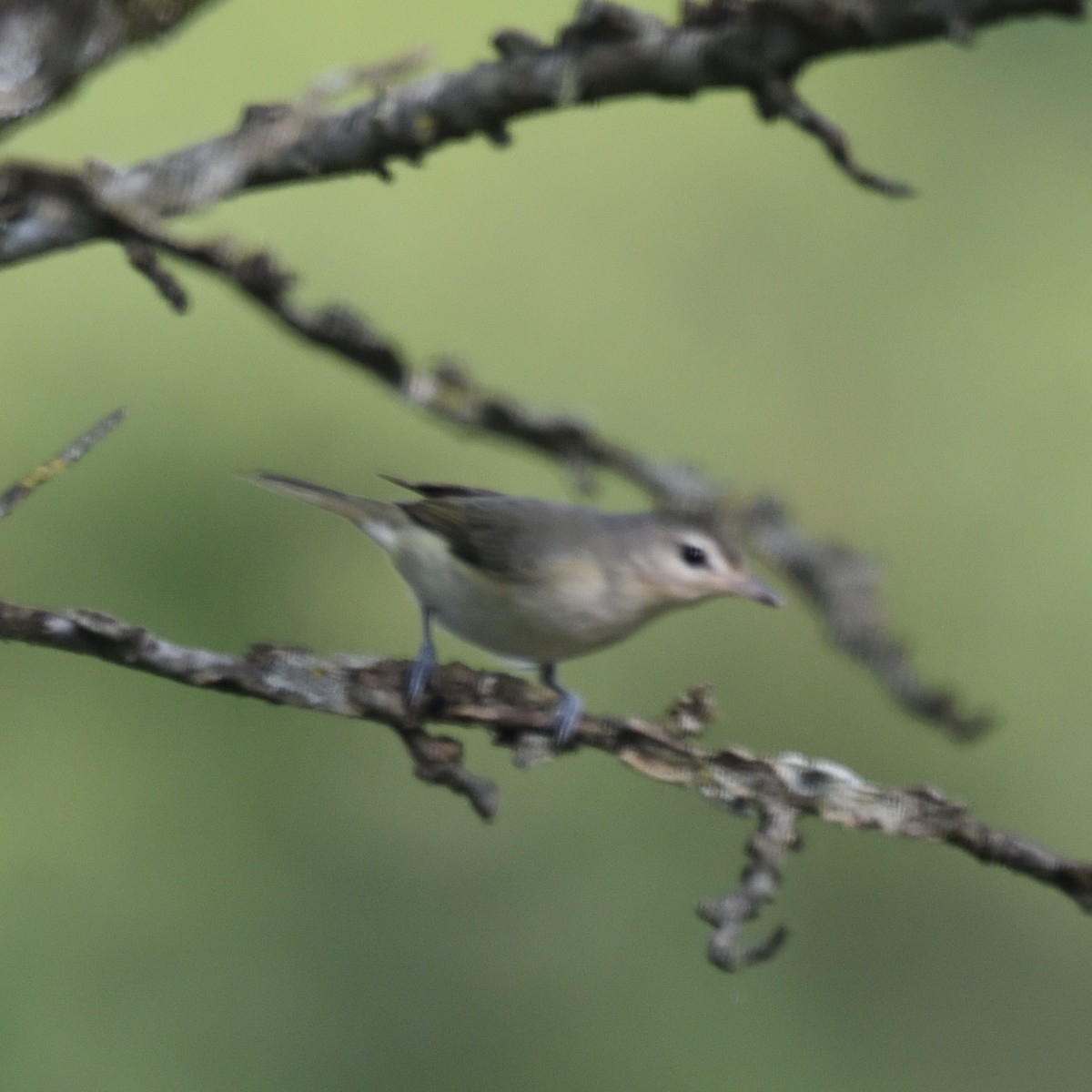 Eastern Warbling Vireo - ML643421303