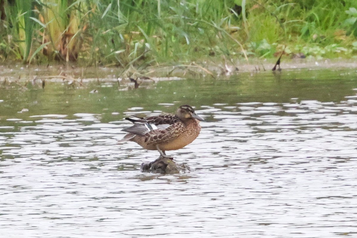 Garganey - ML643421305