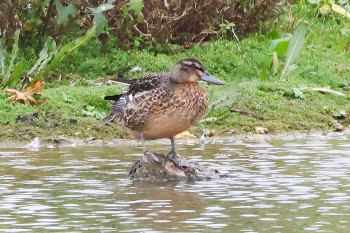 Garganey - ML643421306