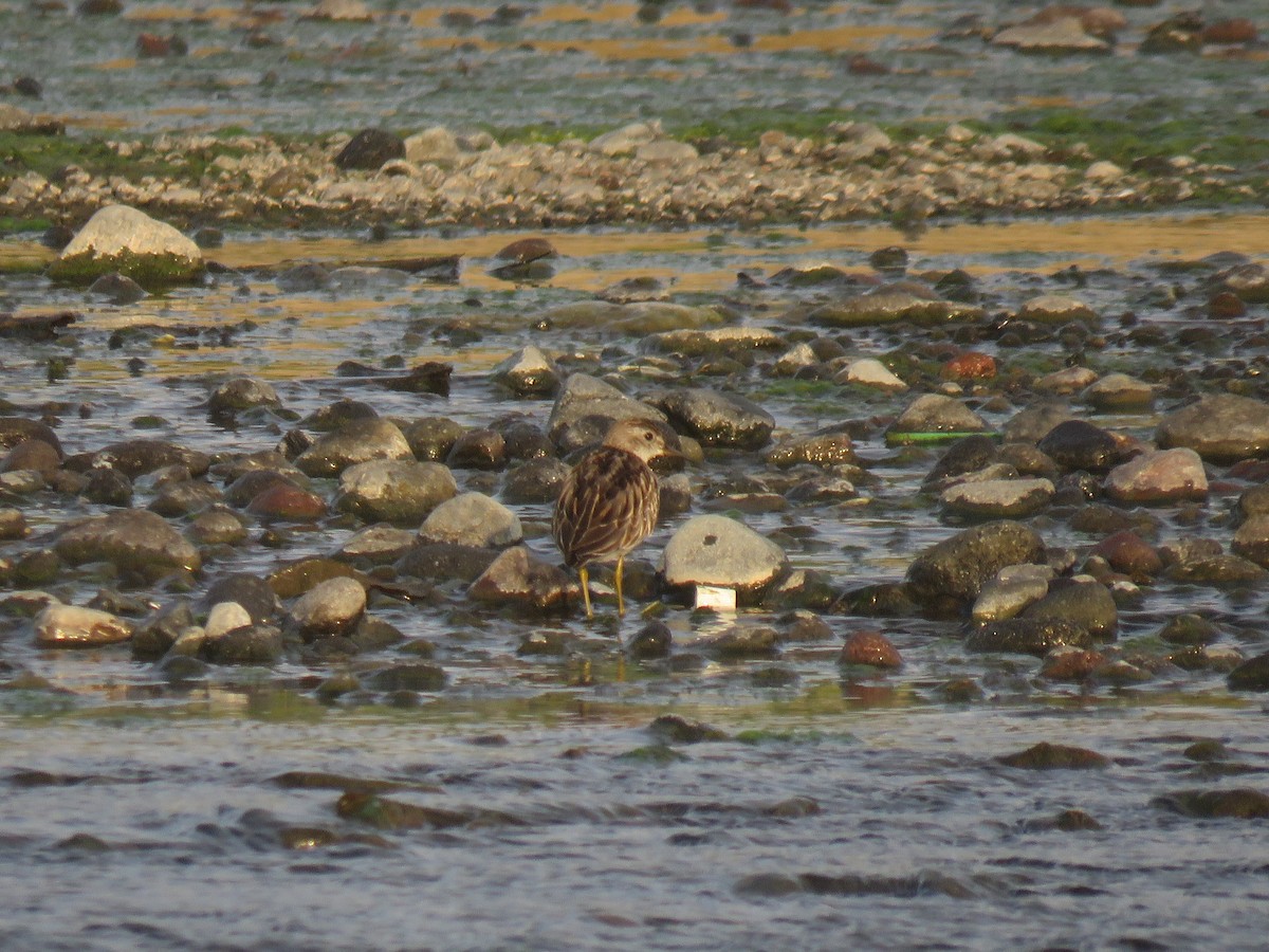 Long-toed Stint - ML643421323