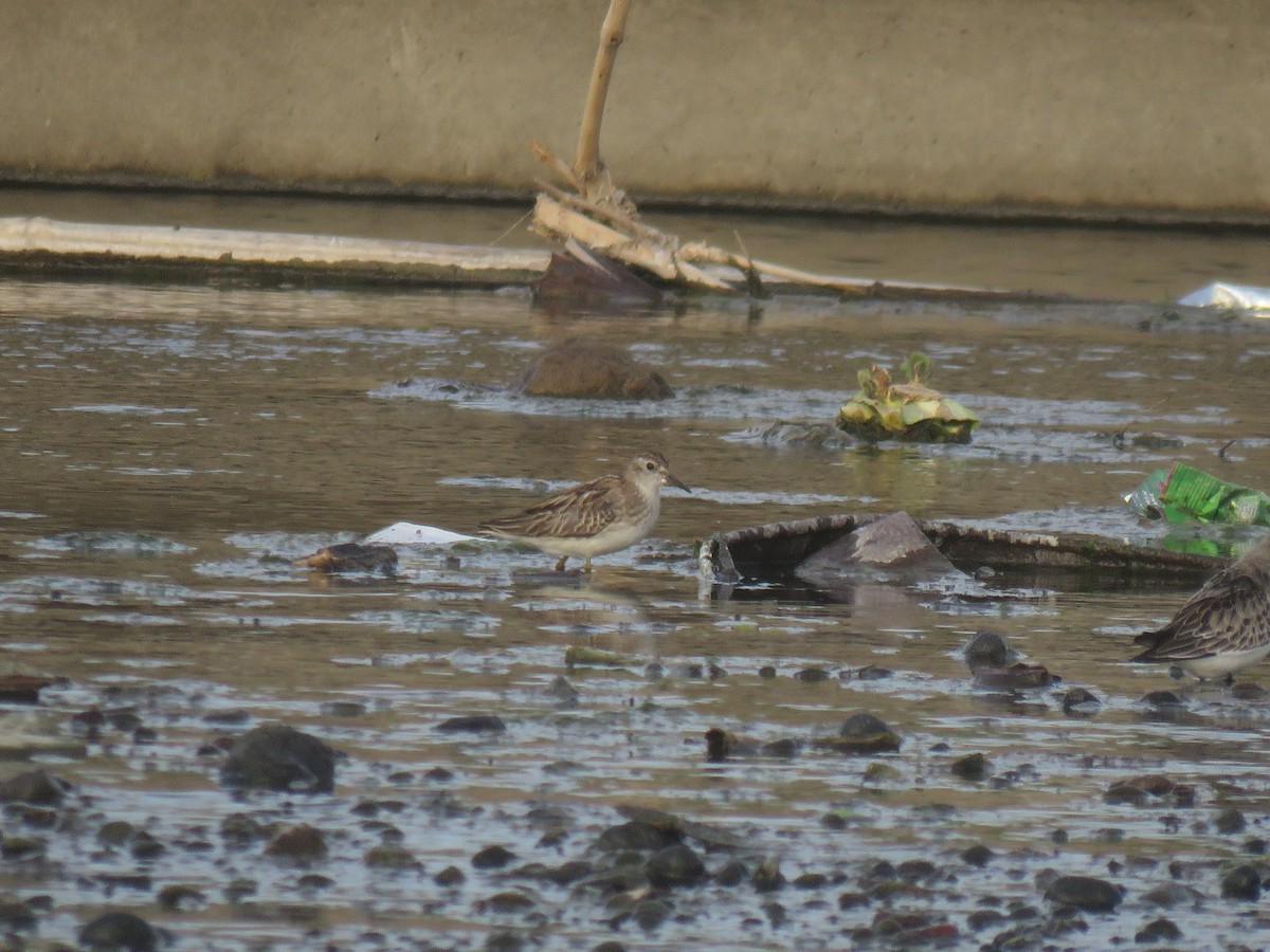Long-toed Stint - ML643421324