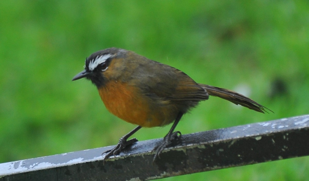 Nilgiri Laughingthrush - ML643421329