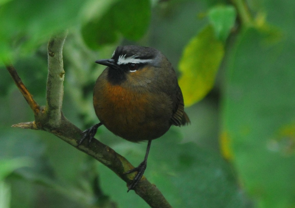 Nilgiri Laughingthrush - ML643421330