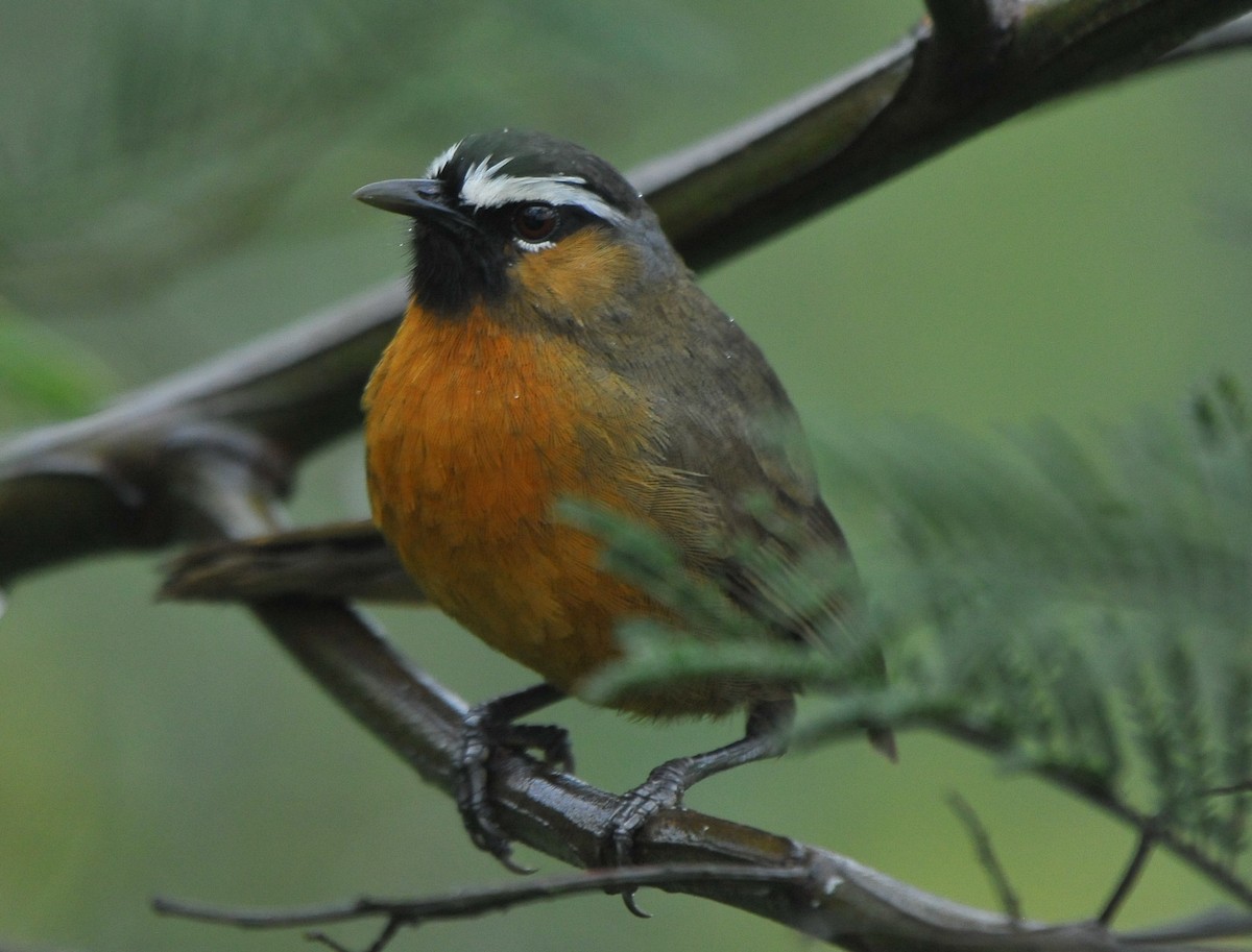 Nilgiri Laughingthrush - ML643421331