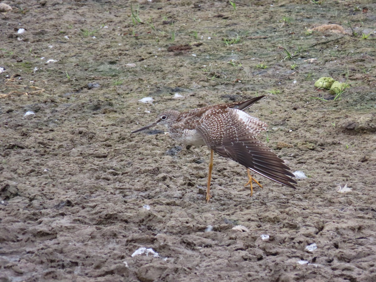 Lesser Yellowlegs - ML643421335