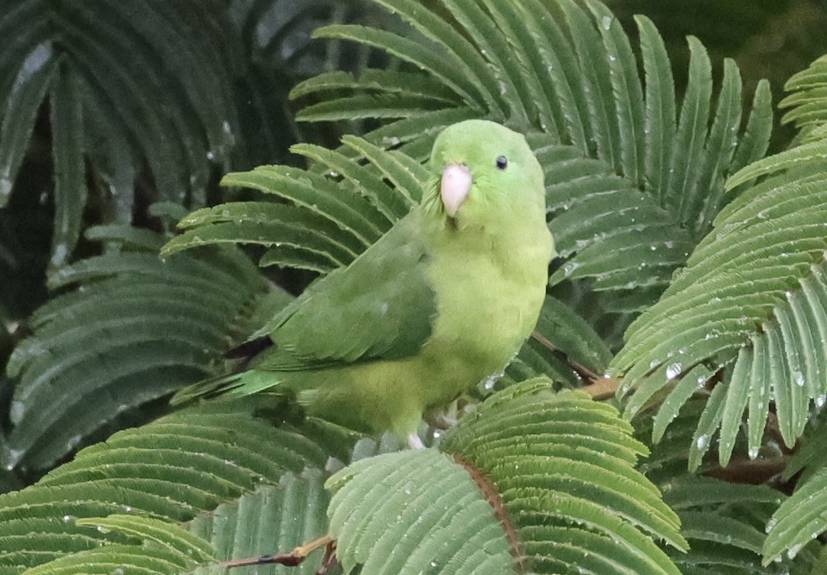 Spectacled Parrotlet - ML643421336