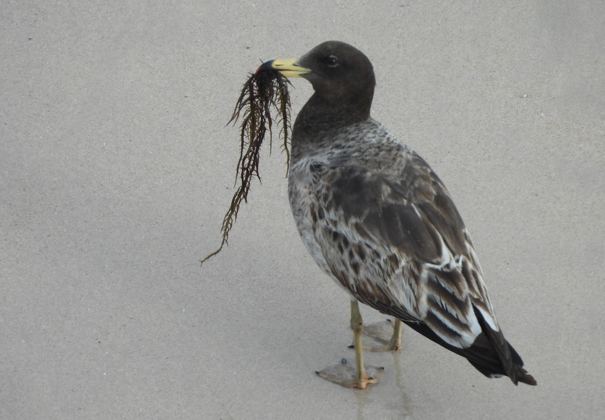 Belcher's Gull - ML643421337