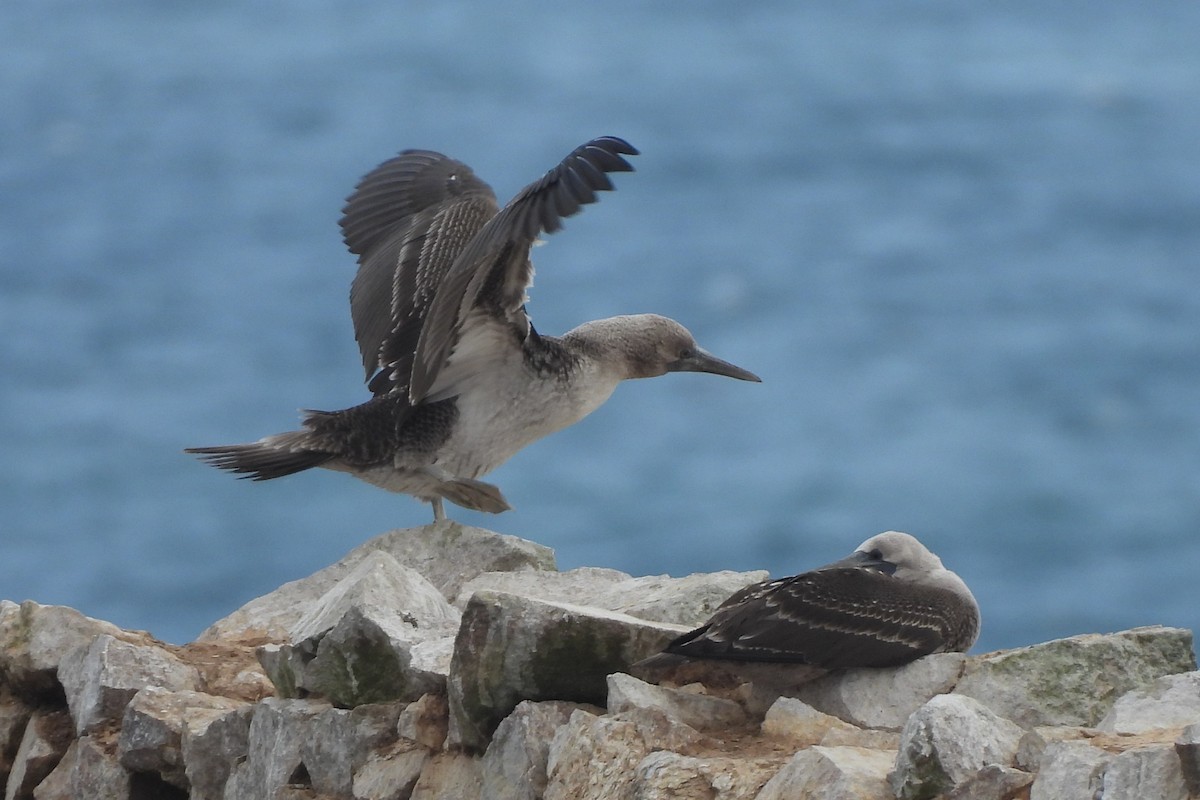 Peruvian Booby - ML643421357