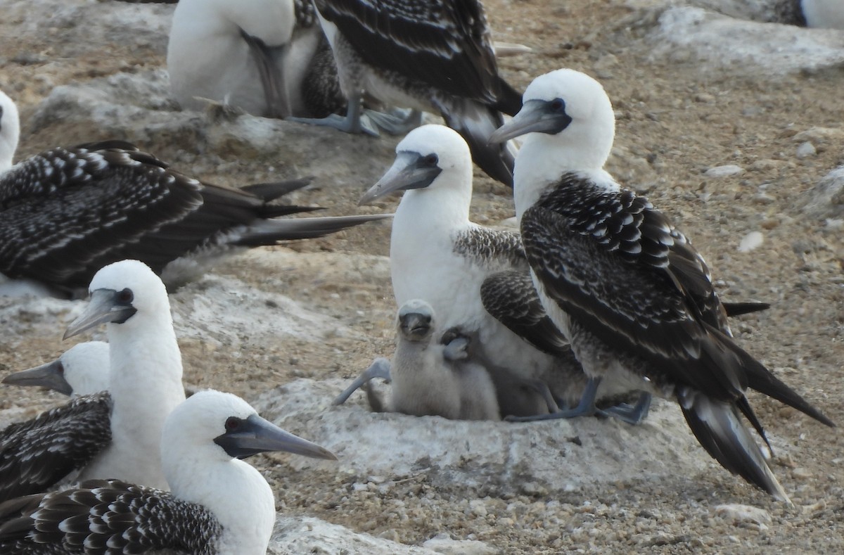 Peruvian Booby - ML643421358