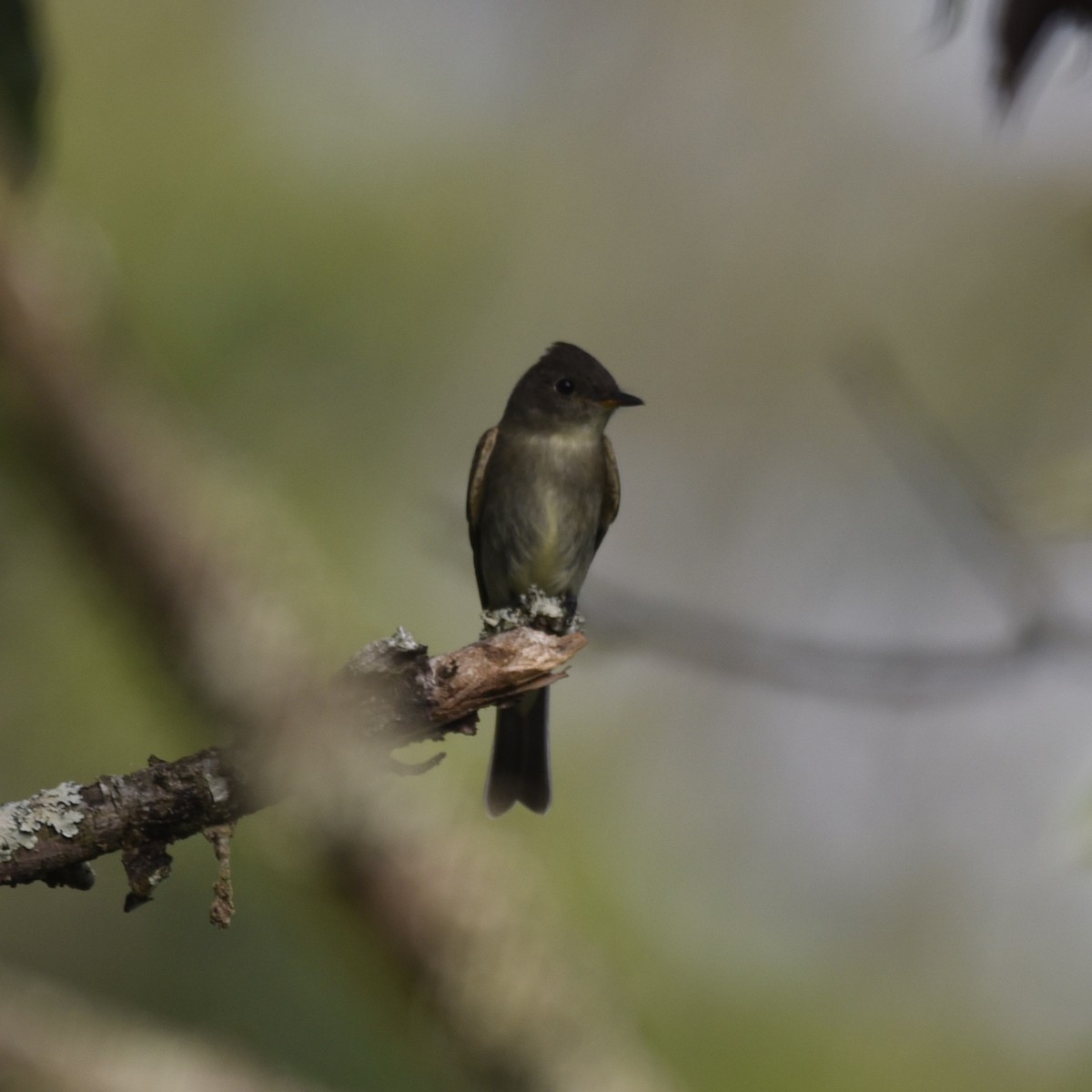 Eastern Wood-Pewee - ML643421362