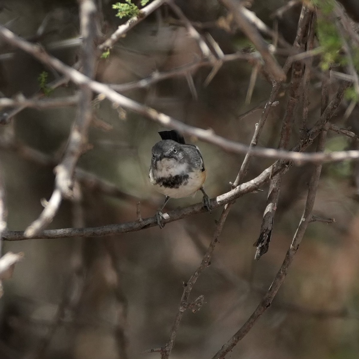 Banded Parisoma - ML643421409