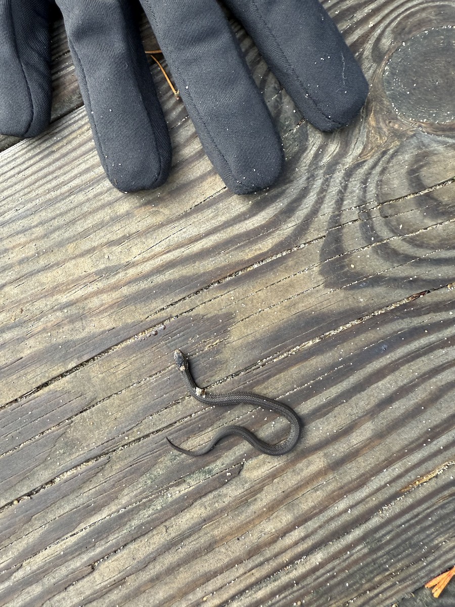 Red-bellied Snake - ML643421432