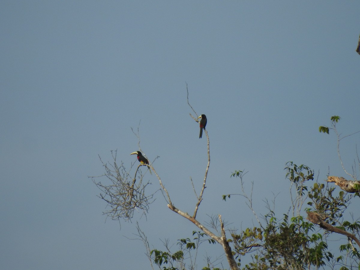 Ivory-billed Aracari - ML643421444
