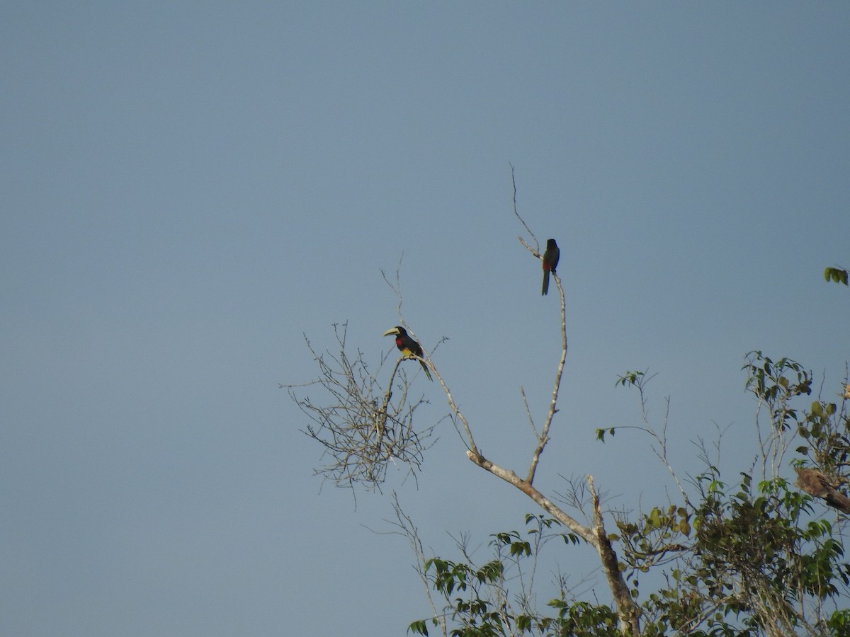Ivory-billed Aracari - ML643421445