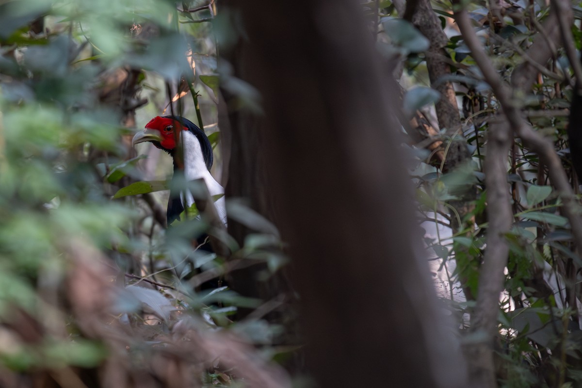 Silver Pheasant - ML643421457