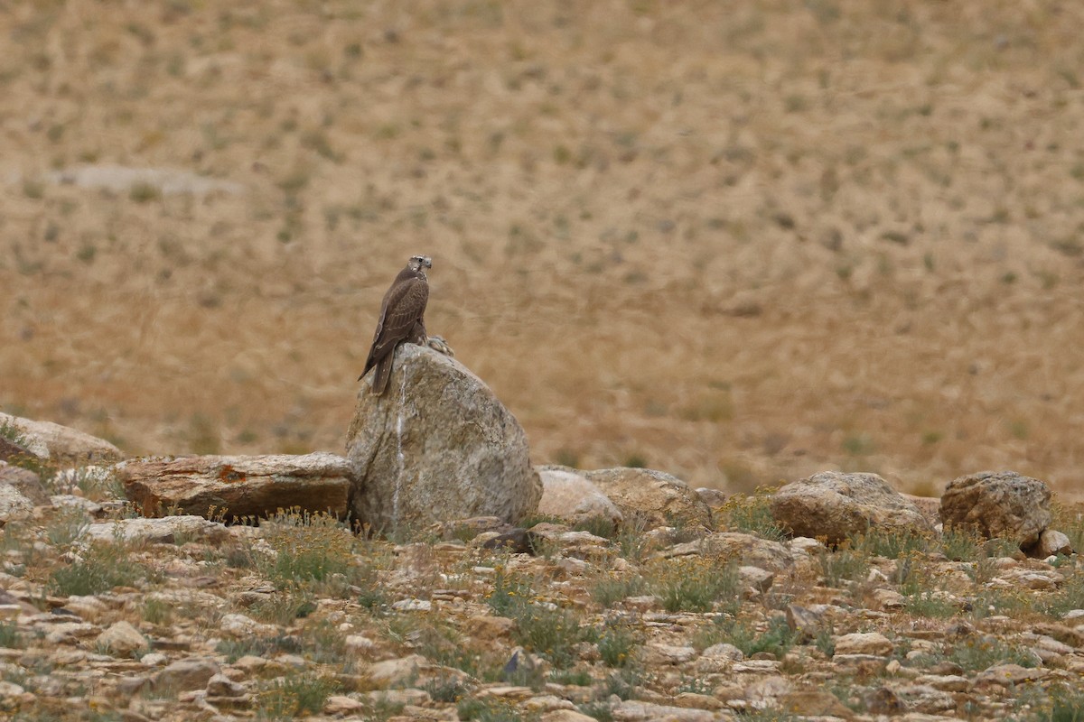 Saker Falcon - ML643421461