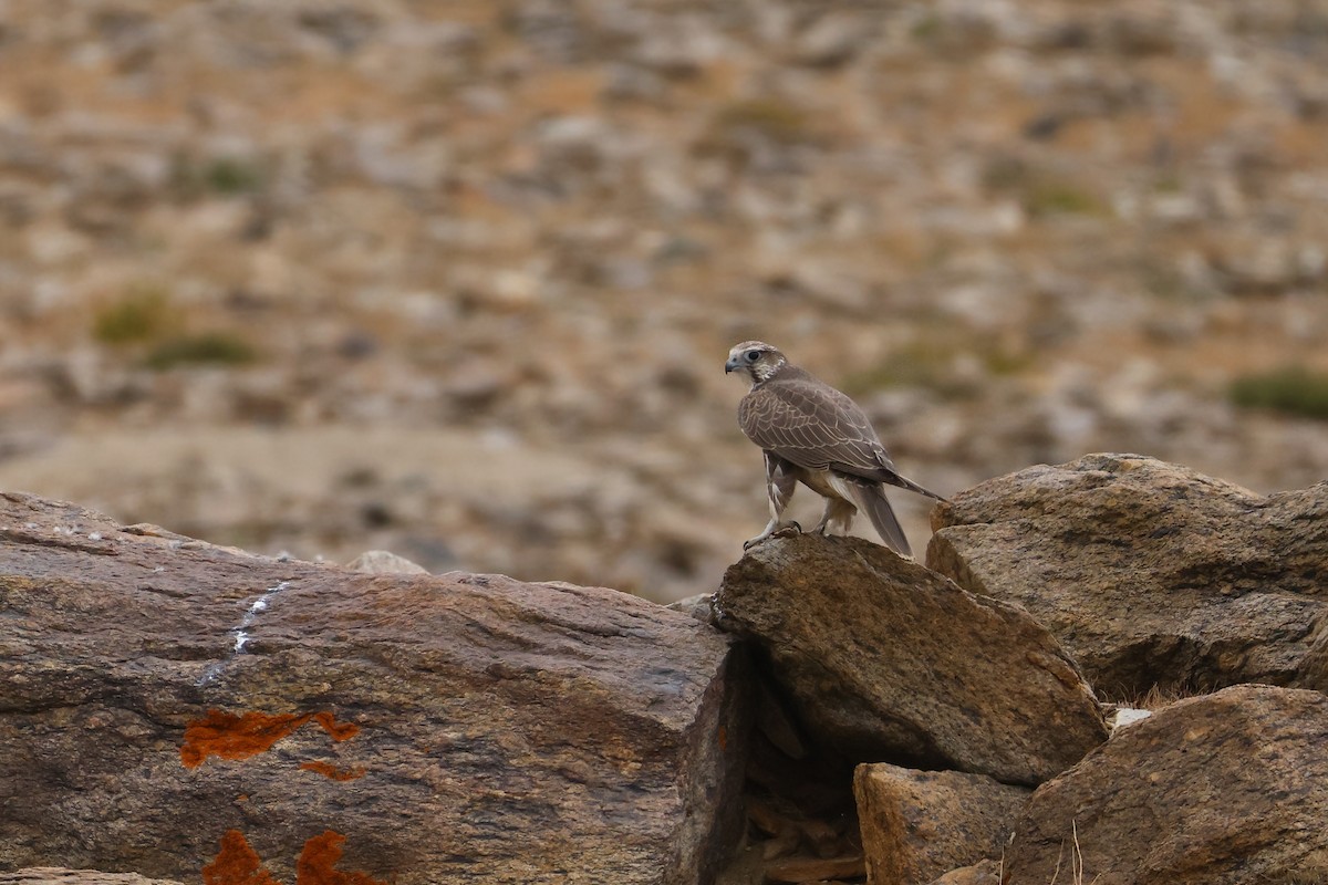 Saker Falcon - ML643421462