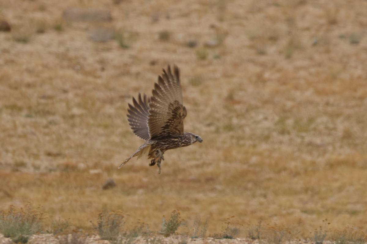Saker Falcon - ML643421463