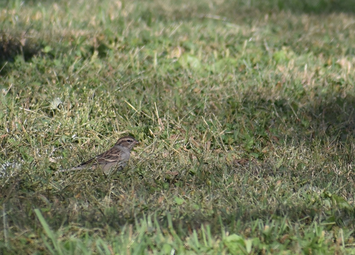 Chipping Sparrow - ML643421465