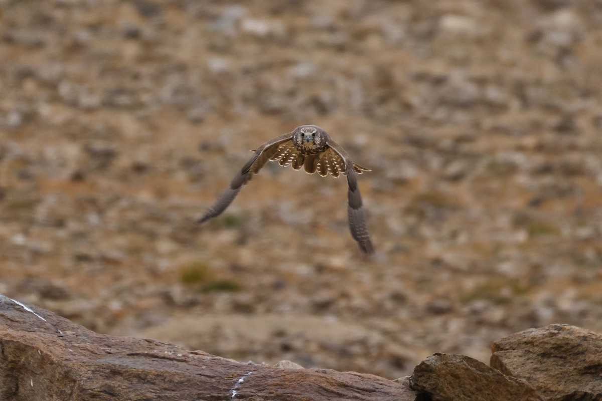 Saker Falcon - ML643421467
