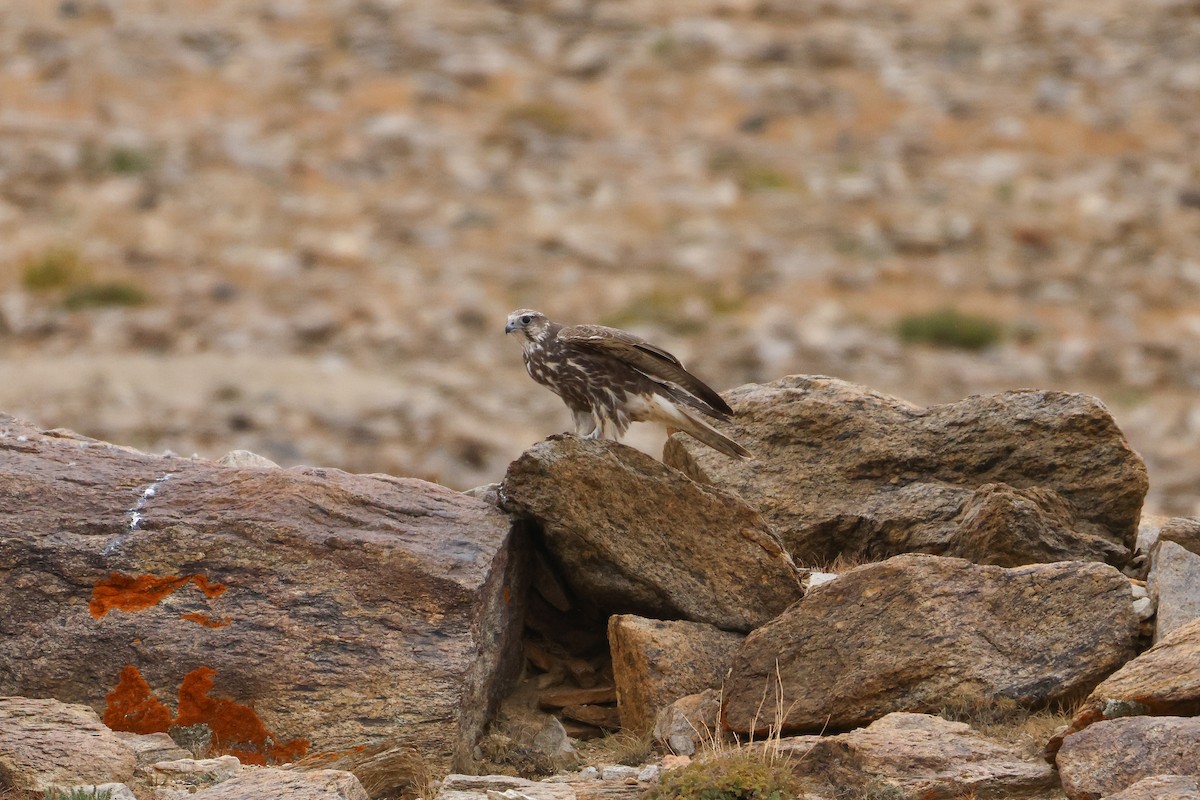 Saker Falcon - ML643421468