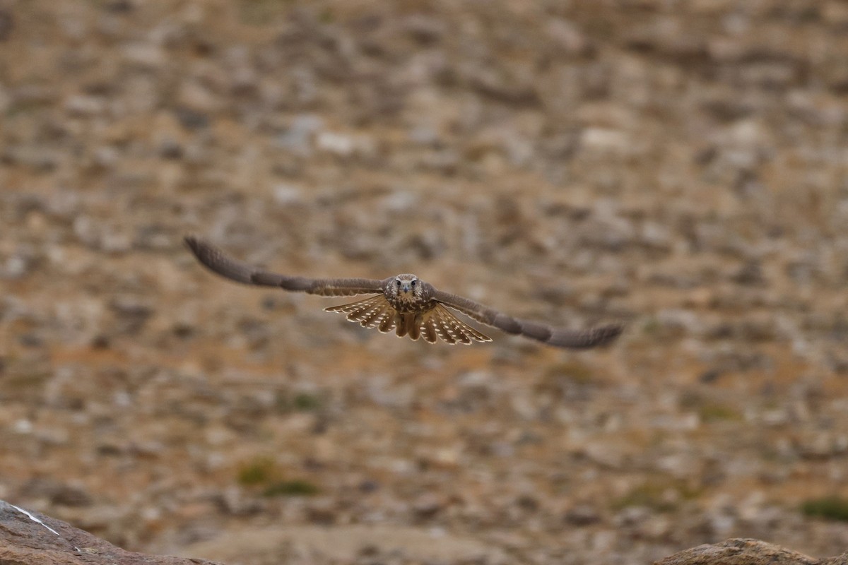 Saker Falcon - ML643421469