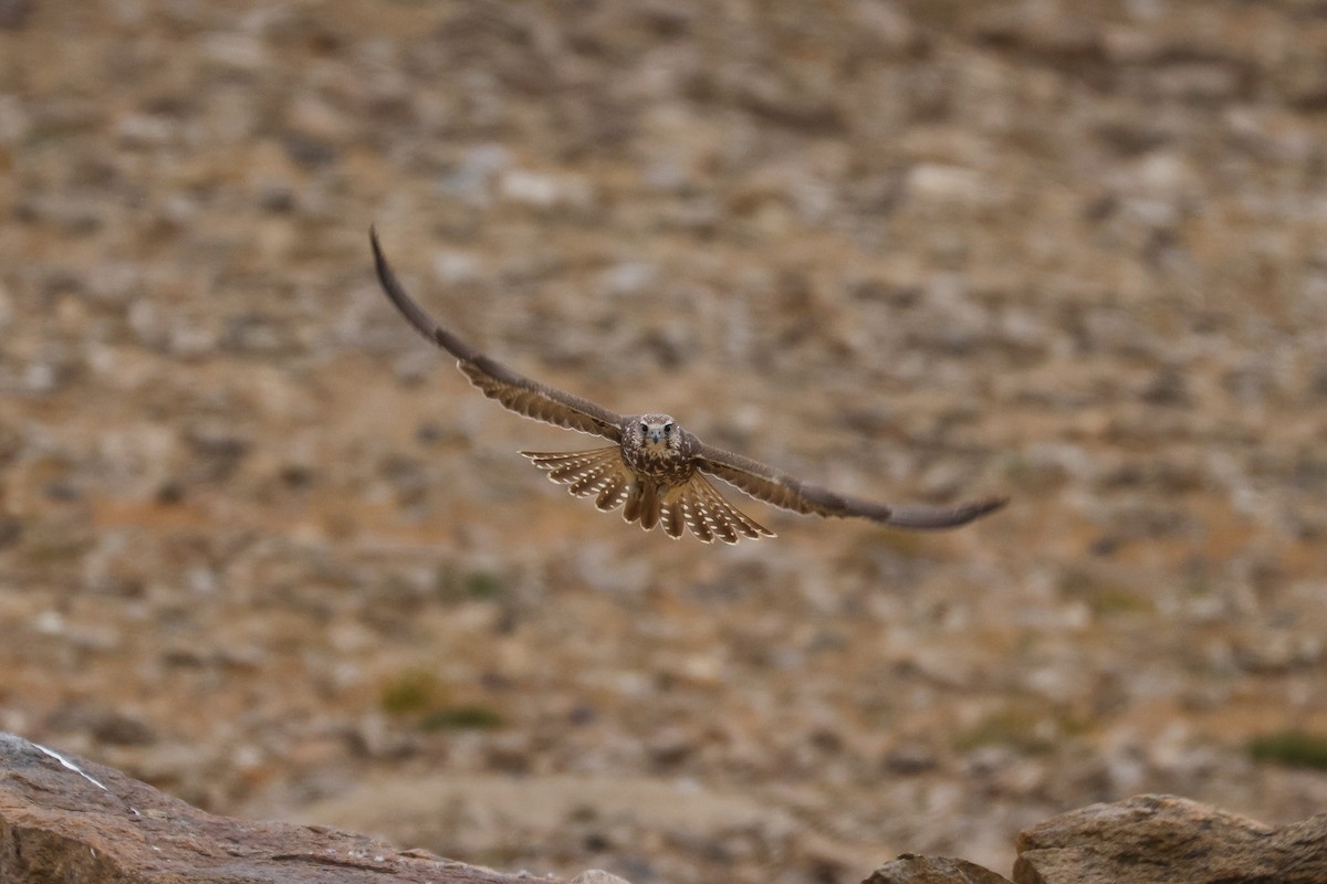 Saker Falcon - ML643421471