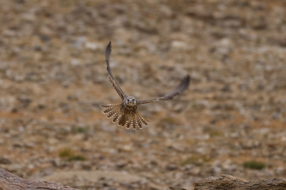 Saker Falcon - ML643421472