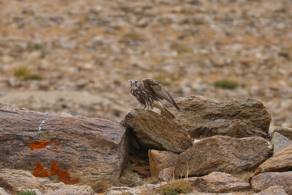 Saker Falcon - ML643421473