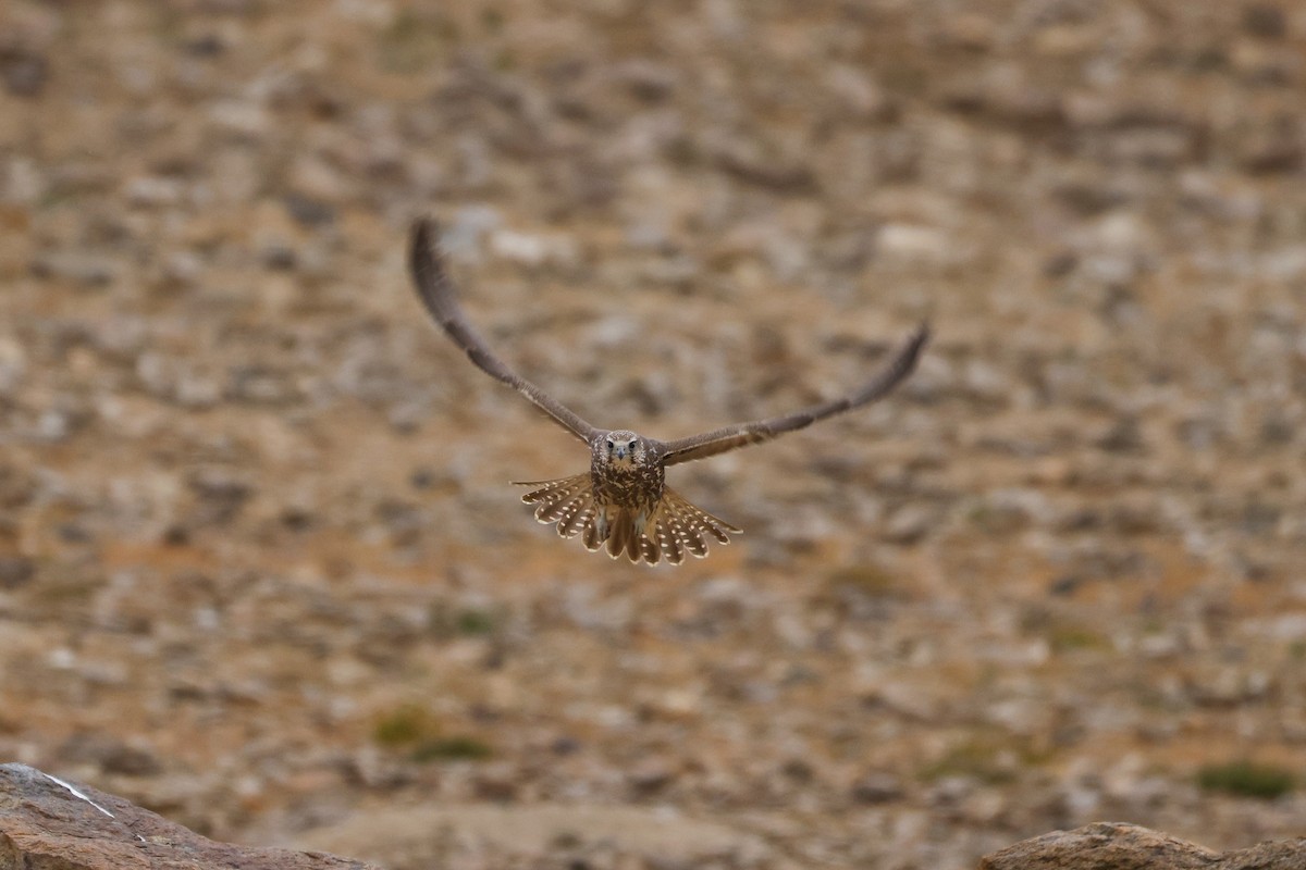 Saker Falcon - ML643421474