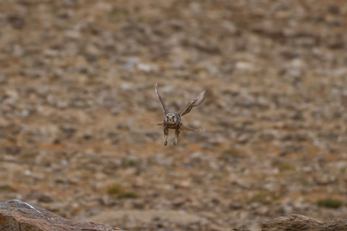 Saker Falcon - ML643421475