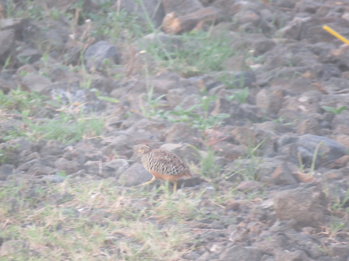 Barred Buttonquail - ML643421478