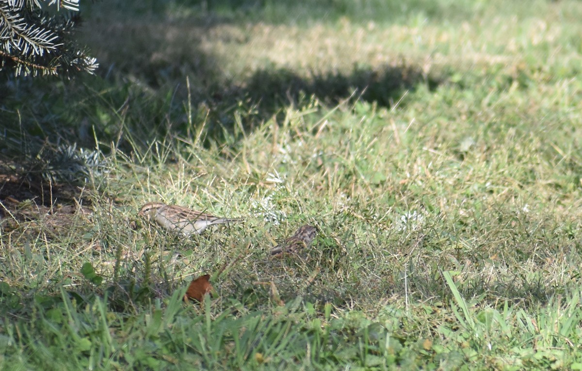 Chipping Sparrow - ML643421479